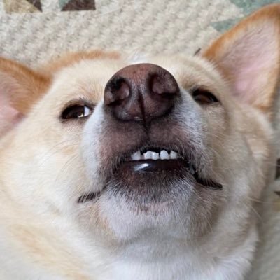 雑種犬マロンと拾い猫ハナ Malon Inu Twitter
