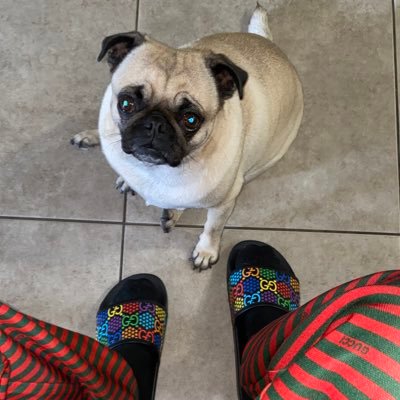 MuggyMay's profile picture. certified service pug🐶✨ https://t.co/FJNVnsdNnV https://t.co/5NK8KV1OLT