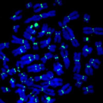 DNA Replication and Genome Stability