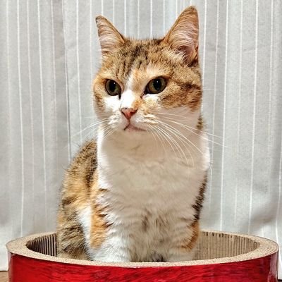 漫画・アニメ・小説・映画好き人間。動物なら猫が大好き！画像の猫は飼い猫のミーちゃん(雑種・三毛猫♀)・享年16歳(推定)。虹の橋を渡りました。