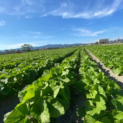 食の神様　オオゲツ姫の国で農業に励んでいます。