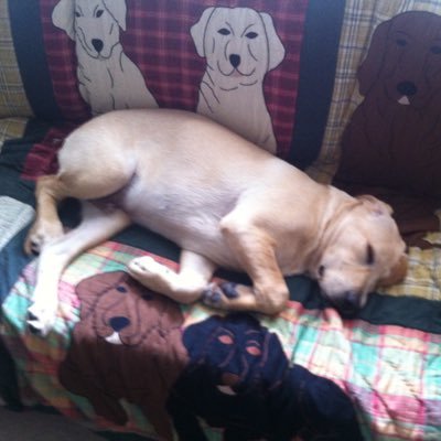 bluskabucknut's profile picture. Go Bucks!