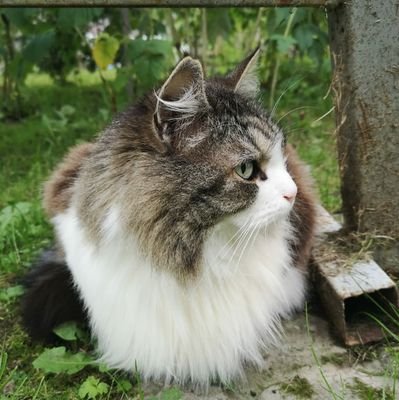 Кот зовут меня Кузя а порода Гималайский. Люблю Русских, Русских и Русских.