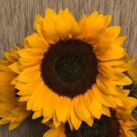 Gilly Watt (@wattgilly) 's Twitter Profile Photo