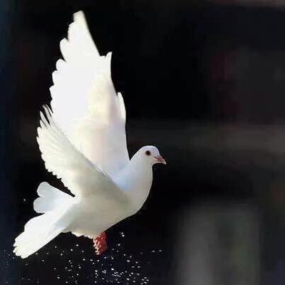 sonnurduygulu's profile picture. 