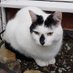 George's Mum (@cmclind1) Twitter profile photo George's Mum (@cmclind1) Twitter profile photo