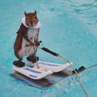 Twiggy the Water Skiing Squirrel (@twiggyshow) 's Twitter Profile Photo Twiggy the Water Skiing Squirrel (@twiggyshow) 's Twitter Profile Photo