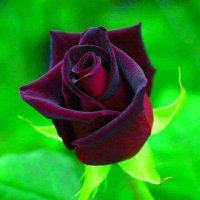 İbrahim (@brahim04785685) 's Twitter Profile