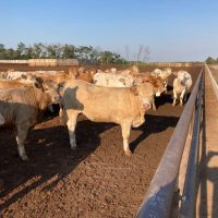 Kevin woods Westwood land & cattle ltd (@kevinwo15011333) 's Twitter Profile