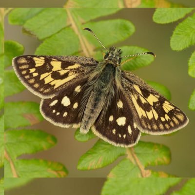 BC Glasgow & South-West Scotland 🐛🦋 Profile