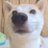 豆柴こゆきのアイコン
