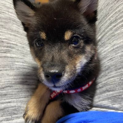 黒蜜きなこ 飼い主 Kurokina Dayo Twitter