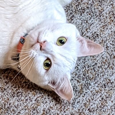pooka_cat's profile picture. just a little white cat