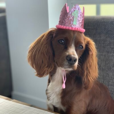 Hey there! My name is Maple 🍁 I’m three years old poodle/Great Pyrenees/ spaniel mix 🐶