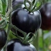 RottenPomodoros's profile picture. PPNs heris/hiser/Your Pomnipitance. Pomophobic. Tweets autoenthnographic. Twitler 98.9% twits. Know your shite or you're shite. Don't engage with crazy. RTs=RTs