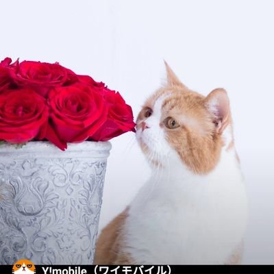 3453Vivre's profile picture. 難病抱えてますが、今日を頑張ってます。