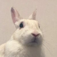 らんまる🐰元・保護うさぎ(@Ranmaru_Tube) 's Twitter Profile Photo