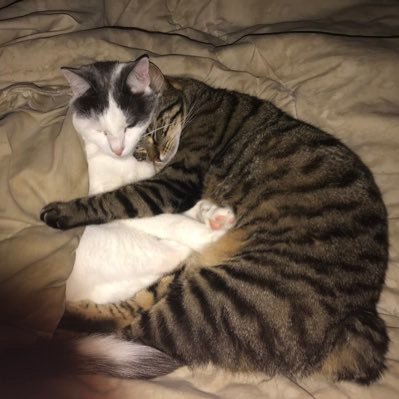 CollesiL's profile picture. 