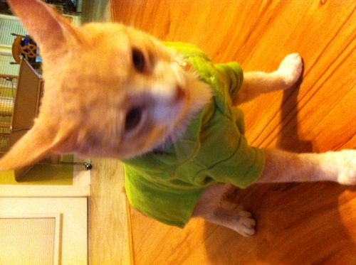 Kitty_Maseika's profile picture. Brother and colleague of @Rolexate.  I love adventure.  I climb trees.
CoHost of Cat Cam Live!