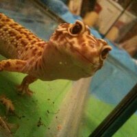 a. gecko, but cold(@geckospots) 's Twitter Profile Photo