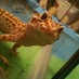 a. gecko, but cold (@geckospots) Twitter profile photo a. gecko, but cold (@geckospots) Twitter profile photo