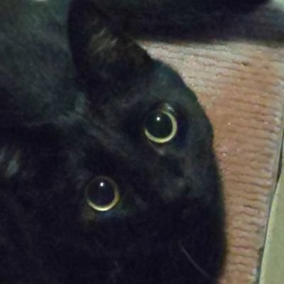 オカルト関係とか、あとは黒猫の画像とか夢日記