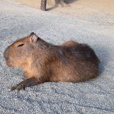カピバラに似てる人 Kapibara Niteru Twitter カピバラに似てる人 Kapibara Niteru Twitter