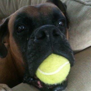 Brunniemom's profile picture. 