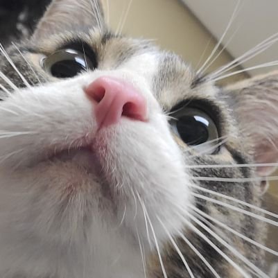 just a cate. ... i can barly read . I have speech imdempent, i say meow 2 time . I lov turky and fich and a bite. of what you are haven.
7 years odle 13 poumd !