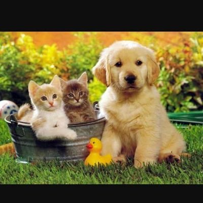 Hey Animal lover 
  your pet is waiting for your love