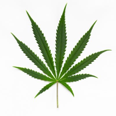 cannservnet's profile picture. The preppie toke.