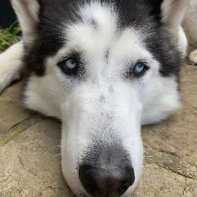 Husky #VeryGoodBoy, Live with @DSCEditor & #MrsDSC Editor - Likes treats & walks

Whilst walking I am thinking constantly about Sportscar racing (& squirrels)