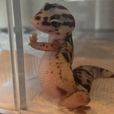 ibbored2death's profile picture. i don’t know what i’m doing.