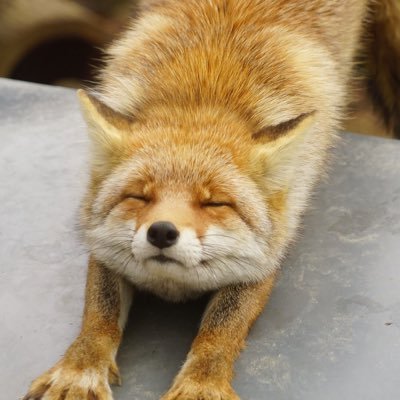 KitsuneYom's profile picture. 読書感想を積み重ねる。 全然一年じゃ間に合わなかったけど、読書100冊目指す記録。直近の目標は月1冊読むこと(読むの破滅的に遅い)