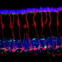 John O'Brien Lab (@obrien_lab) 's Twitter Profile Photo