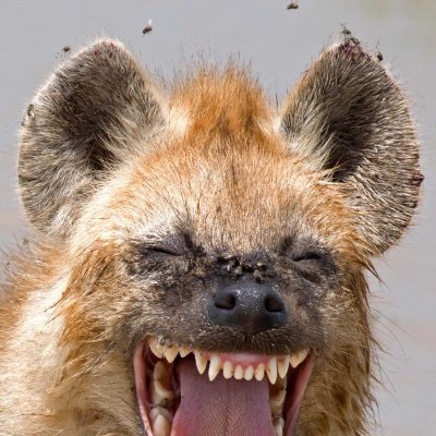 hachichaud's profile picture. Engineering Manager Hiring @ papernest . She/Her/Elle #Javascript #Python #loverabbits #maybehippie  https://t.co/jvOSVJCWc2