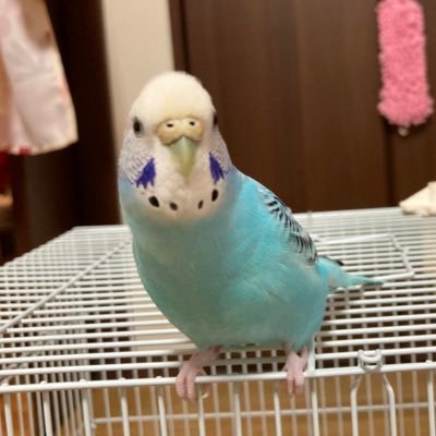 働いてます。セキセイインコのギンちゃんを飼ってます。あと、車とスーツが好き！漫画もたくさん読むよ！