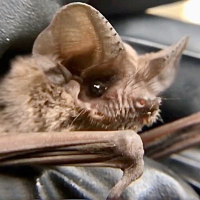 AustinBatRefuge Profile Picture