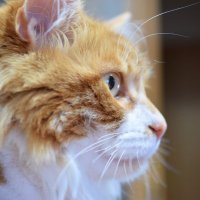 こねこ😺 (@koneko_2020) 's Twitter Profile