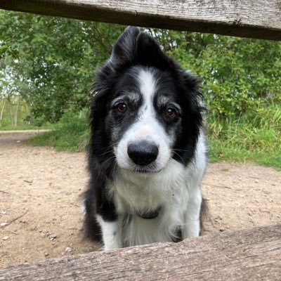 Spoilt Border Collie who loves beachy & outdoor adventures! Has too many toys!!! My PA (hoomum) is @Rebecca2703