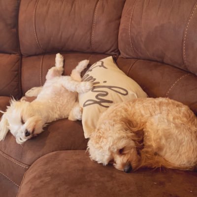 Living a ruff life - move over @RealGrumpyCat Maltese/Coton de Tulear, male, 3yo, Albany NY Cavapoo, male, 1yo, Albany NY