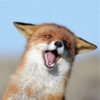 Roman H. (@_romanh_) 's Twitter Profile Photo