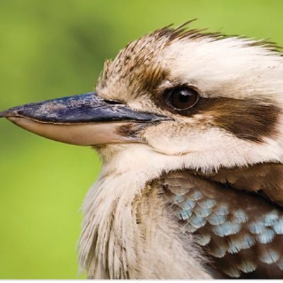 Full time bird watcher. Part time backyard rink employee. ***im not an agronomist/agrologist ***