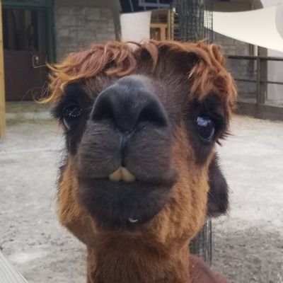 Pman781's profile picture. 