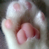 ssss_22's profile picture. 仕事も趣味も大事にしつつ、PMAを合言葉に猫と毎日をまったり過ごしたい関西人。チョコとアトラスゲーとサッカーが好物。ブンデスリーガのBayer 04 Leverkusen（バイヤー・レヴァークーゼン）をものっそい応援。NUR DER SVB!!!