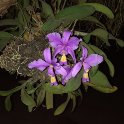 GadeaRocio's profile picture. Lealtad significa respetar en presencia y también  en ausencia.