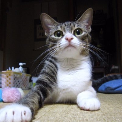 マツモトさんのプロフィール画像
