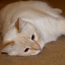 TuffyCat's profile picture. 19 1/2 yr old flame-pt Siamese mix. Born 2 B doted on. Likes to live life behind my eyelids. Co-writer of kids books w/my human @SPwrite. #superseniorcatclub