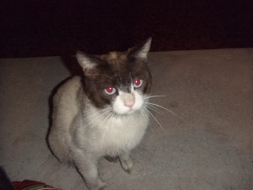 猫好きだけど
猫飼ってない
猫飼いたい