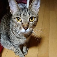 みかちゅう (@09h8ch03tiusrpp) 's Twitter Profile